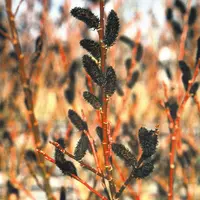Верба тонкостовбурова Меланостахіс/Salix gracilistyla 'Melanostachys' С7.5