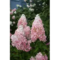 Гортензія волотиста Пінк Леді / Hydrangea paniculata Pink Lady С5/Н50-80